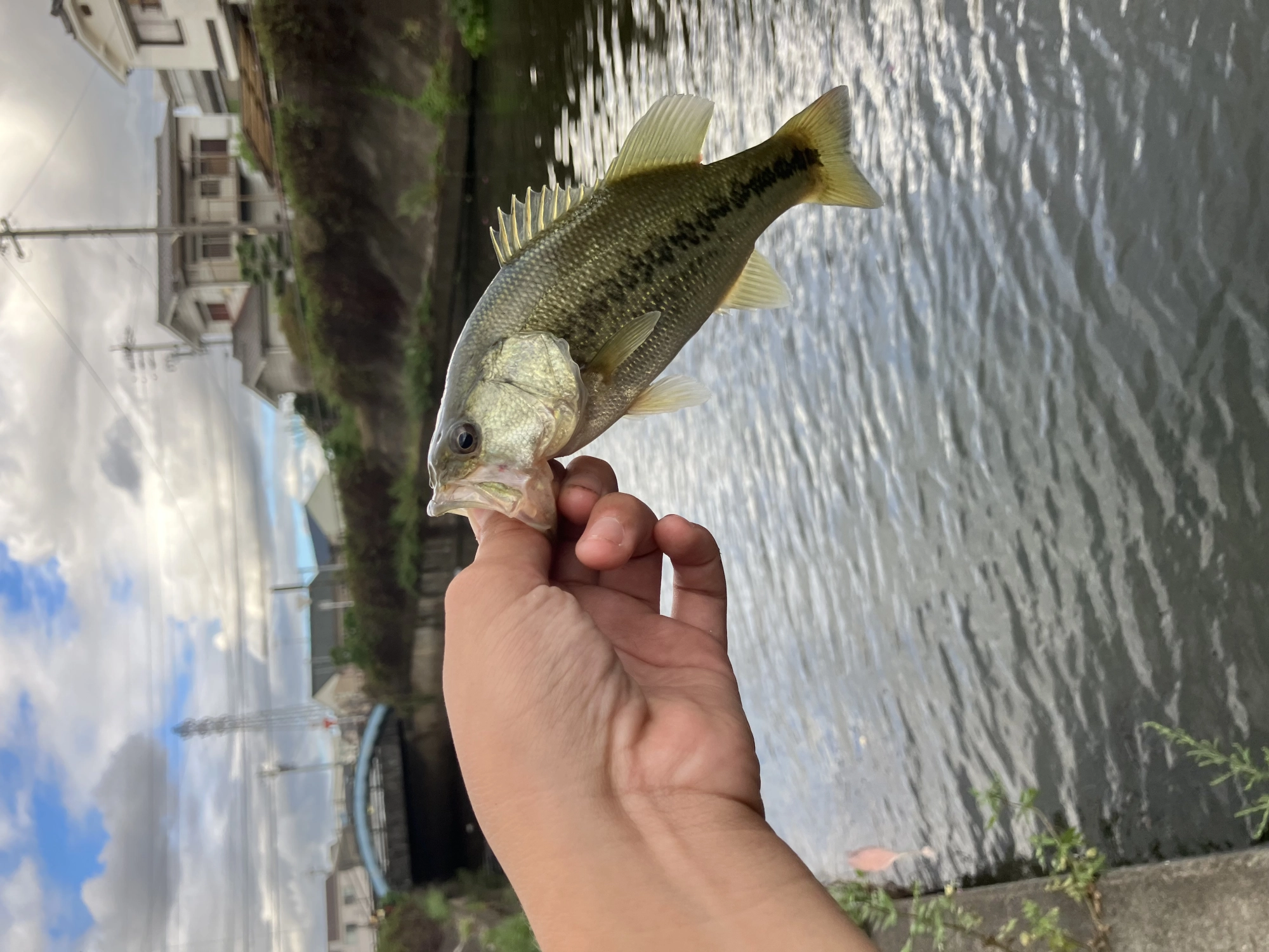 20cm?