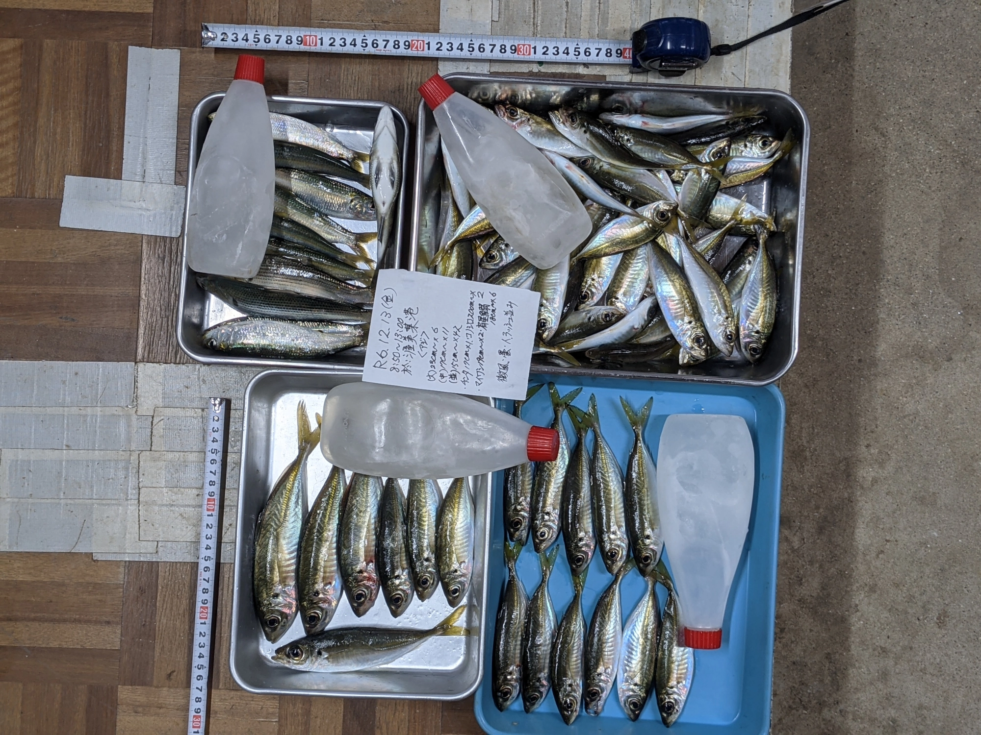 しかもこんな大きなのが陸から釣れる　本日　合間多い