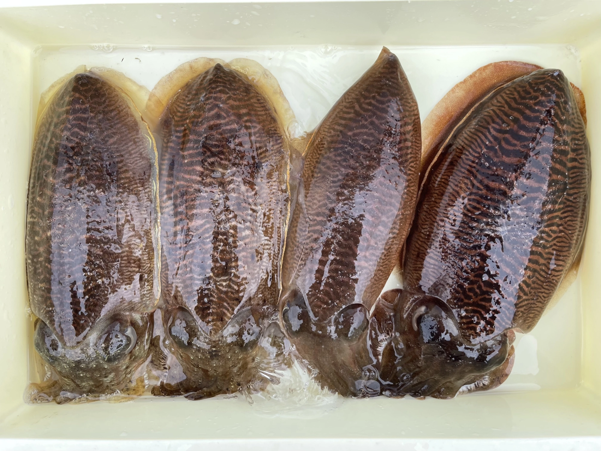 産卵するまではコウイカ釣れますよッ(^-^)