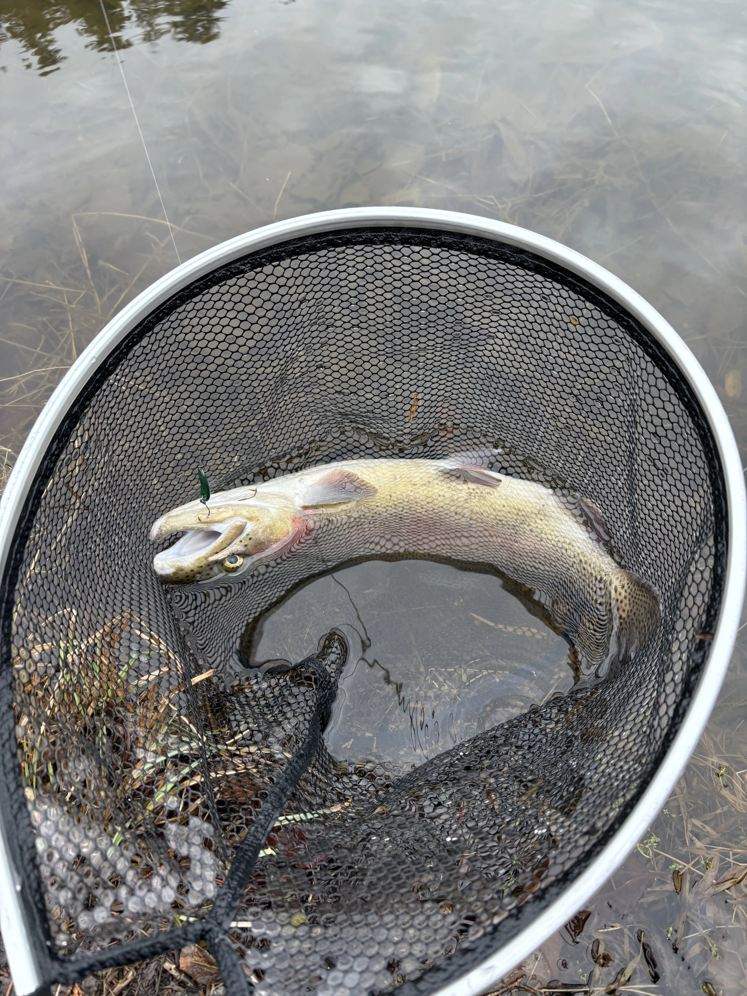 大きいのしか釣れない！鵜の対策なのか