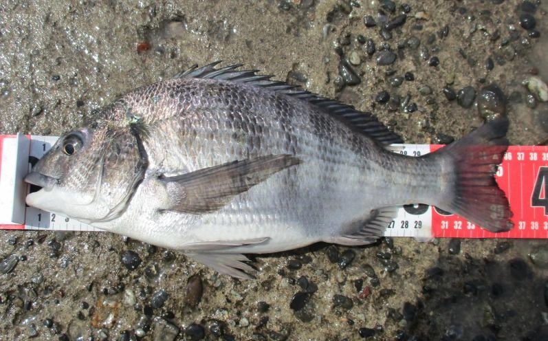 ３６cmで、サイズの割によく引きました