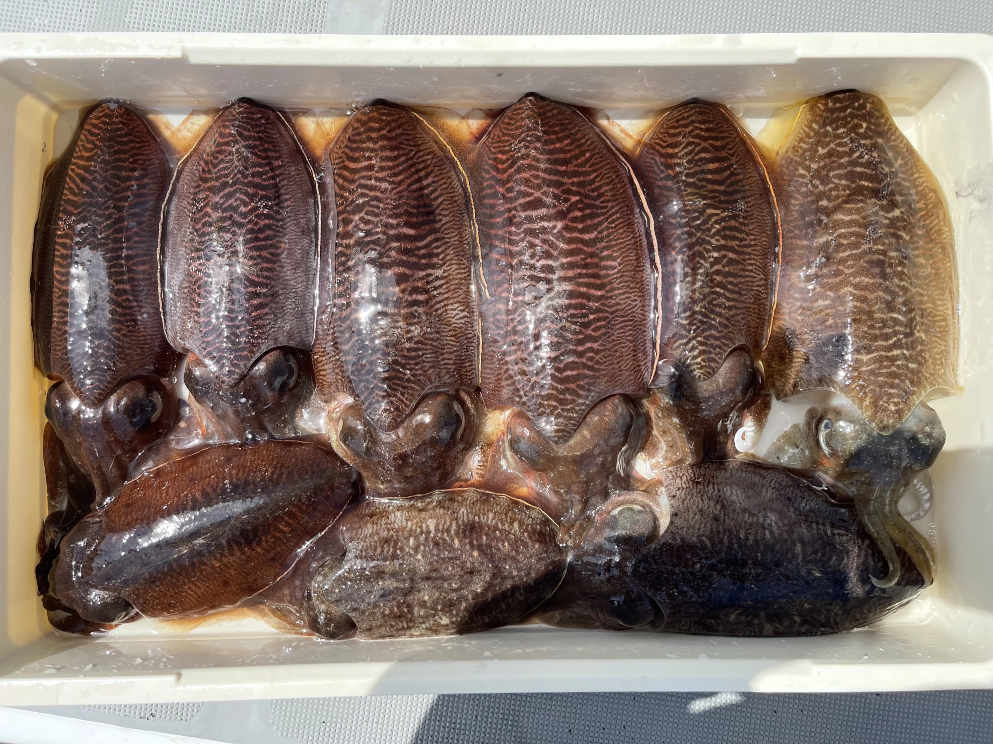 まだまだ釣れますね今シーズンのコウイカッ(^-^)