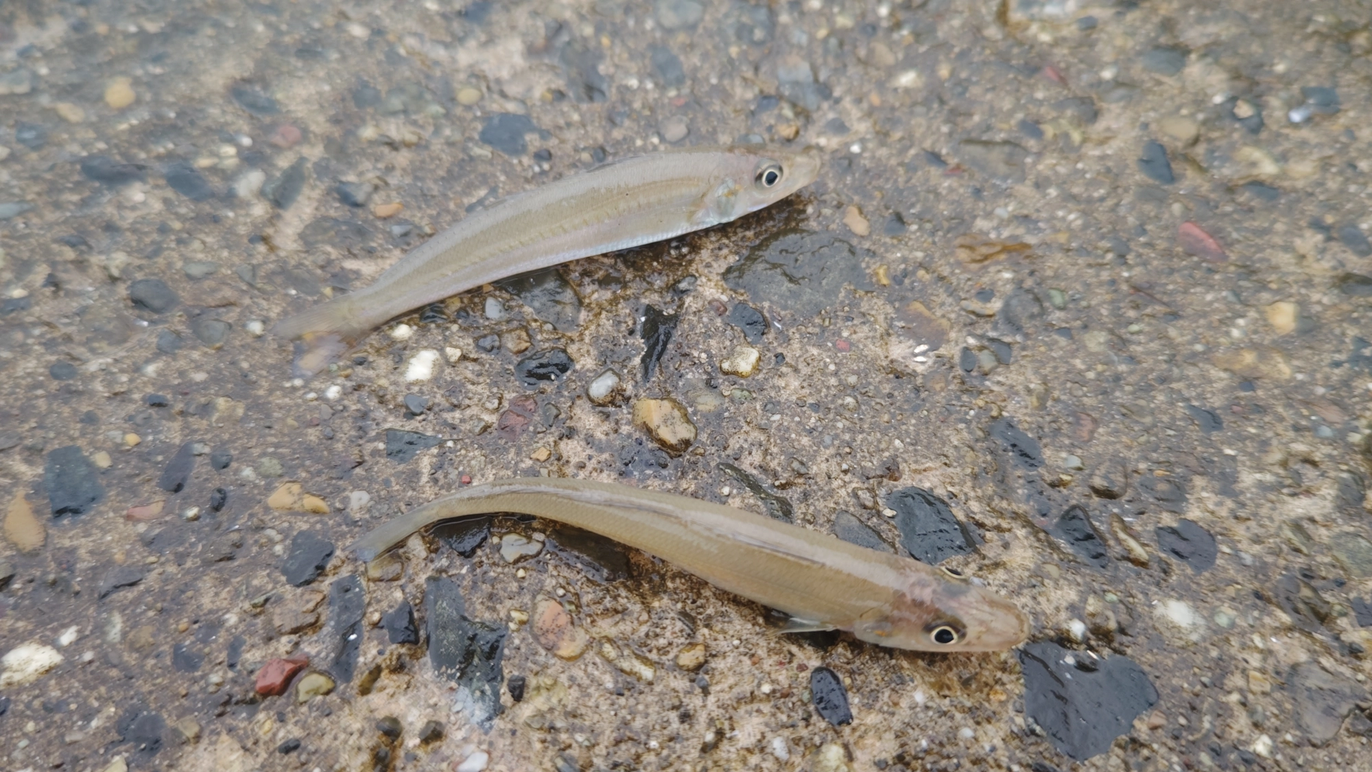 ダブルで釣れた