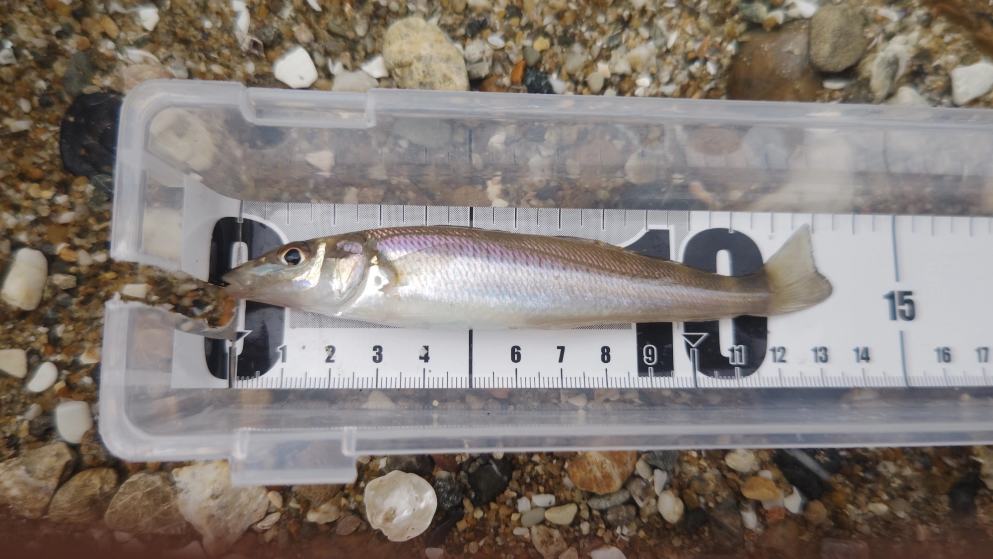まあ、悪くないサイズが釣れた。引潮時間だけど、なんとか釣れた。