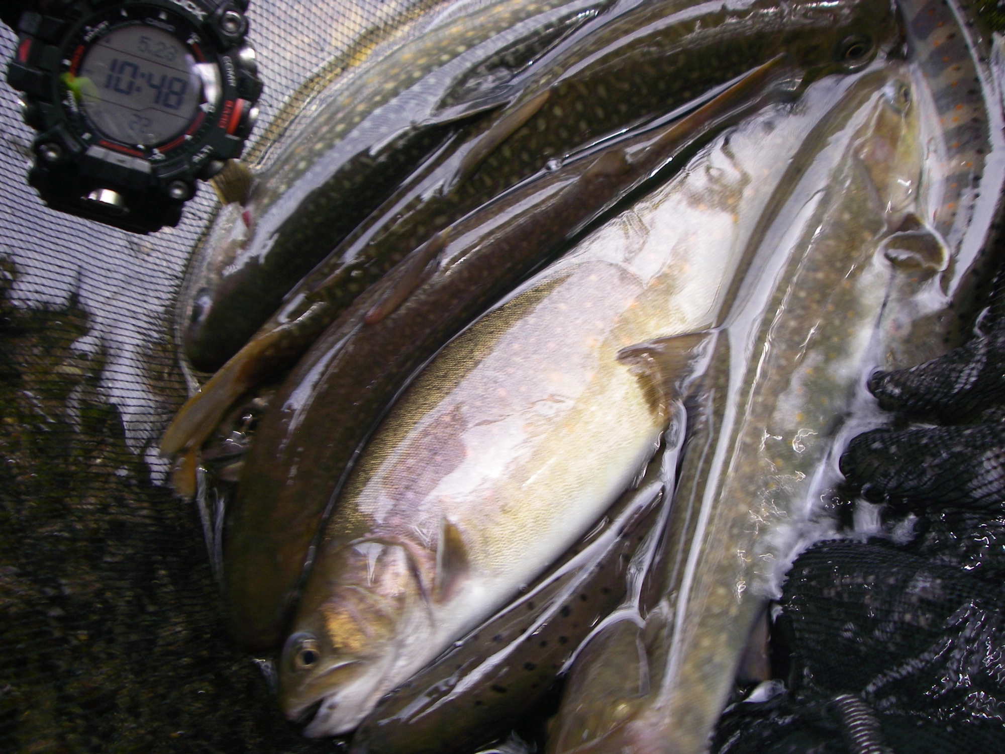 こちらの河川ポイントにもよりますが太い岩魚が多い