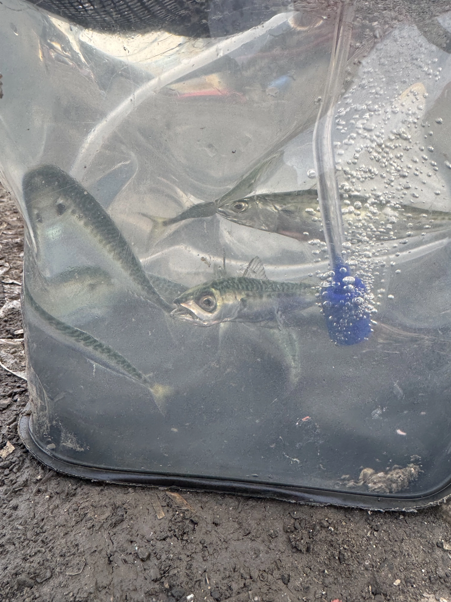 サバは泳がせ釣りで使いました。