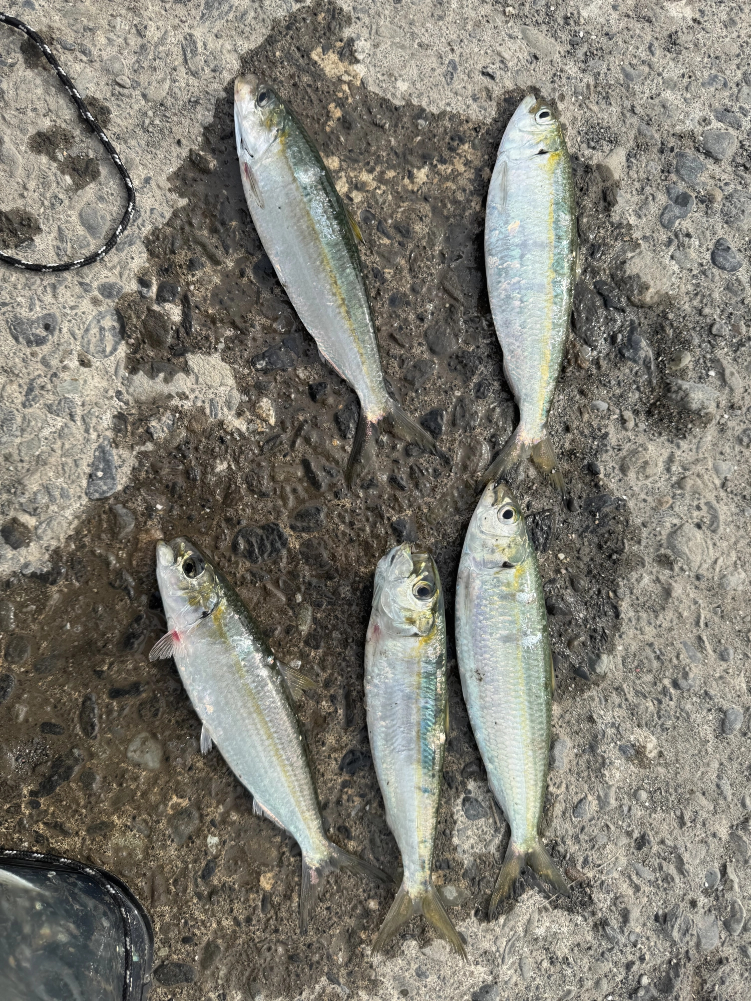 大量のサバをすり抜けて釣れた時には流石にテンション上がりましたw