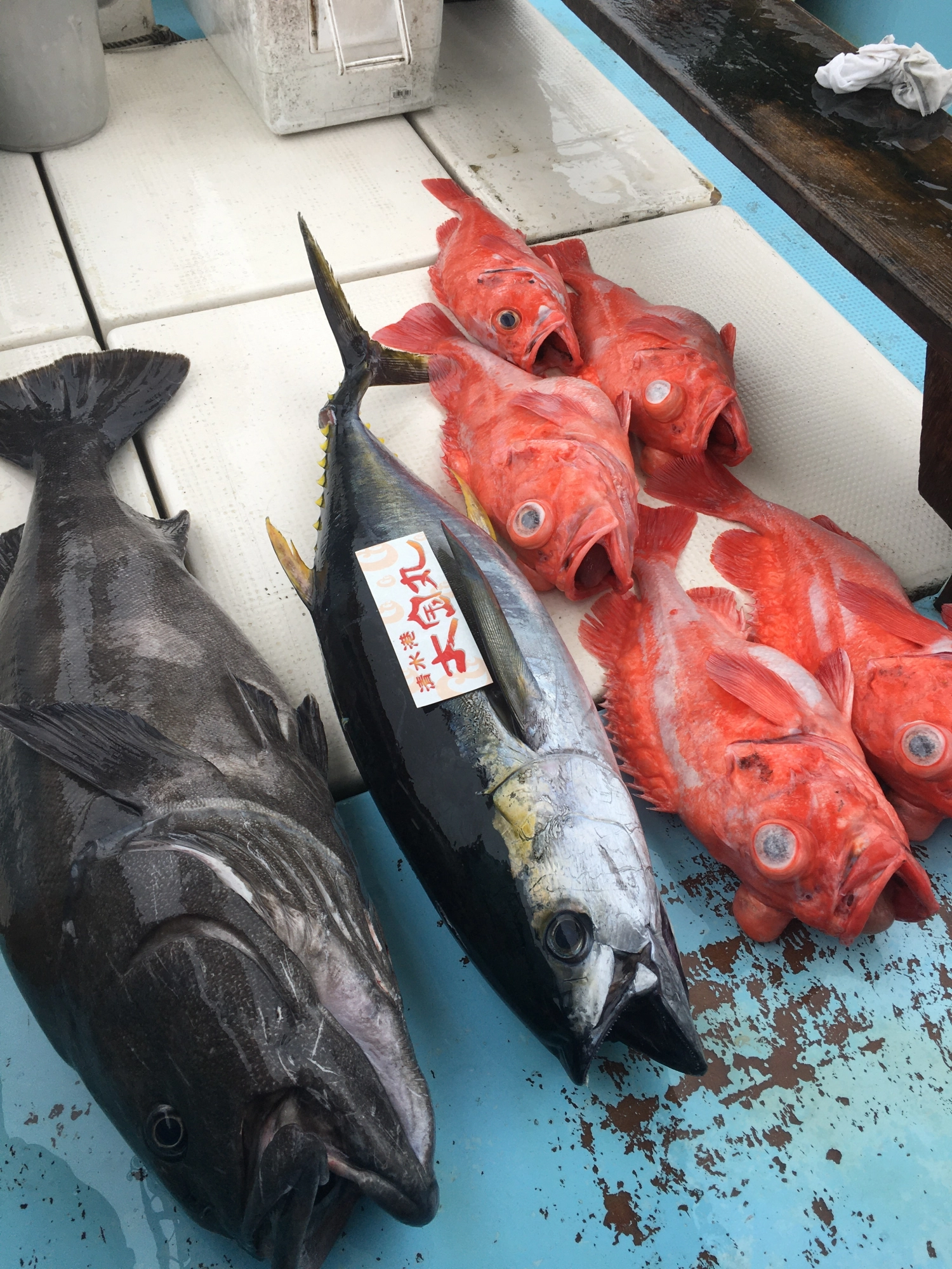 初夏のライトタックル中深海高級大型シーズンIN