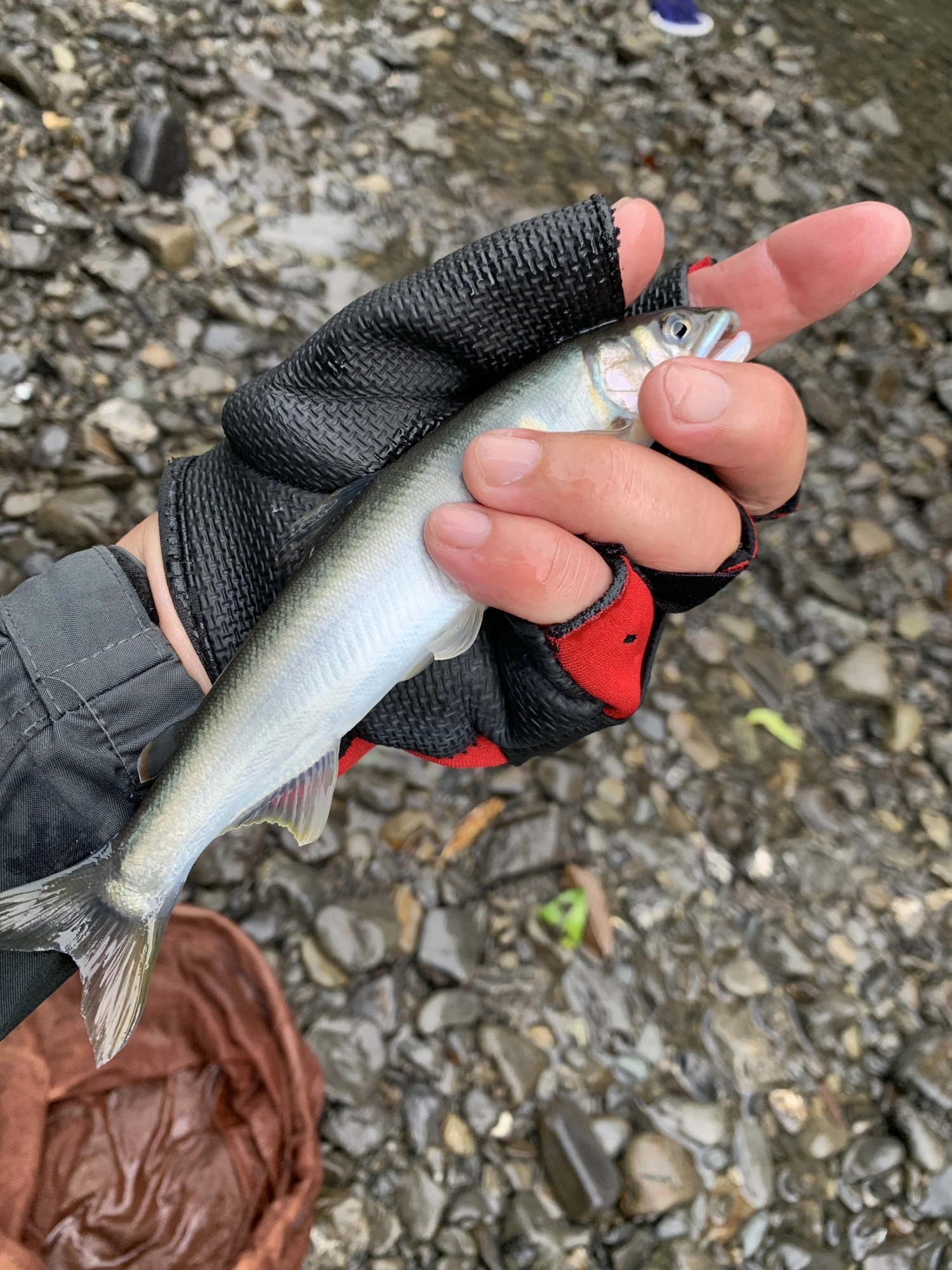 青ライオンで釣れました