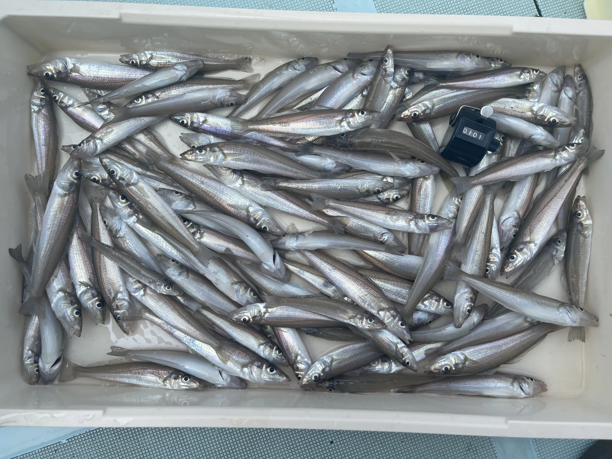 誰でもバリバリ釣れるベストシーズンに200本近く釣るお客様は【束釣り】達成者続出ッ‼︎