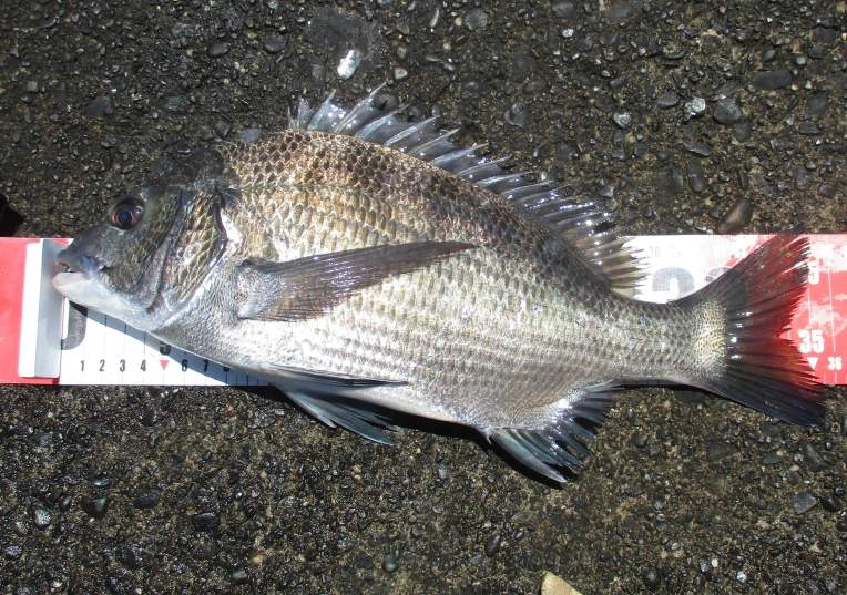 夏の暑さで、サイズが上がってきました。棒ウキのアタリは繊細な感じ。