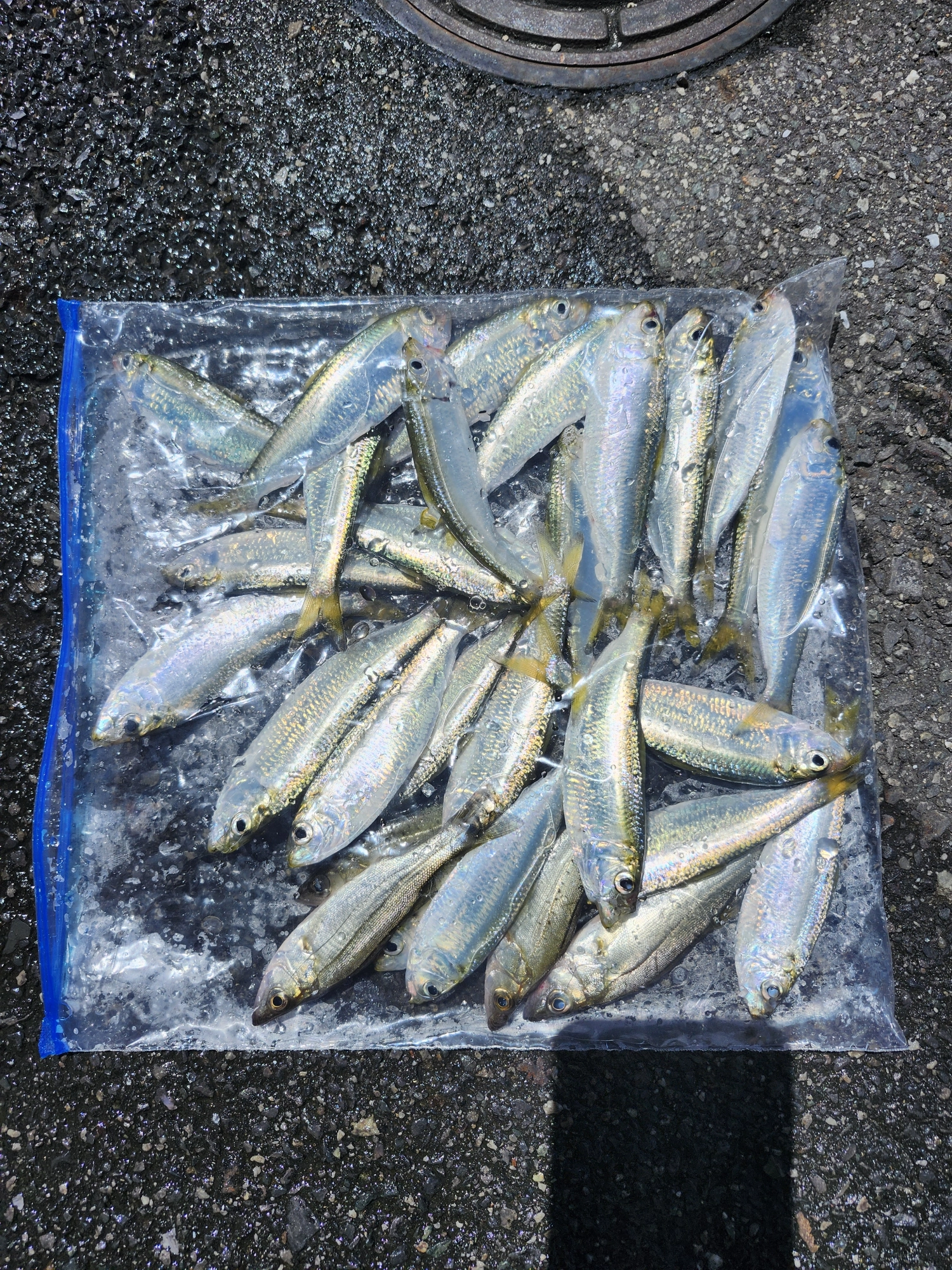 26日の釣果