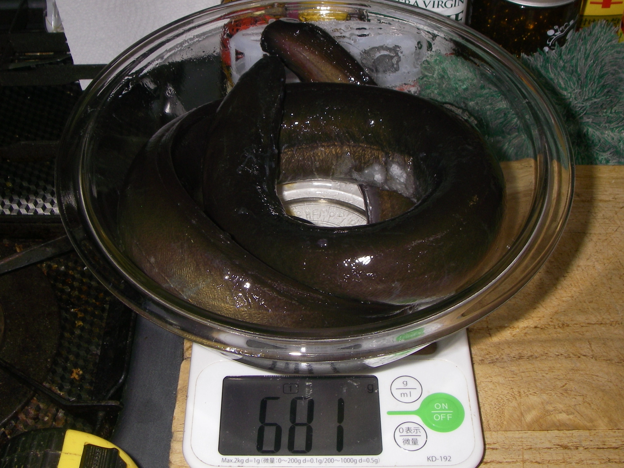 ６８１ｇ　７７ｃｍ　青鰻