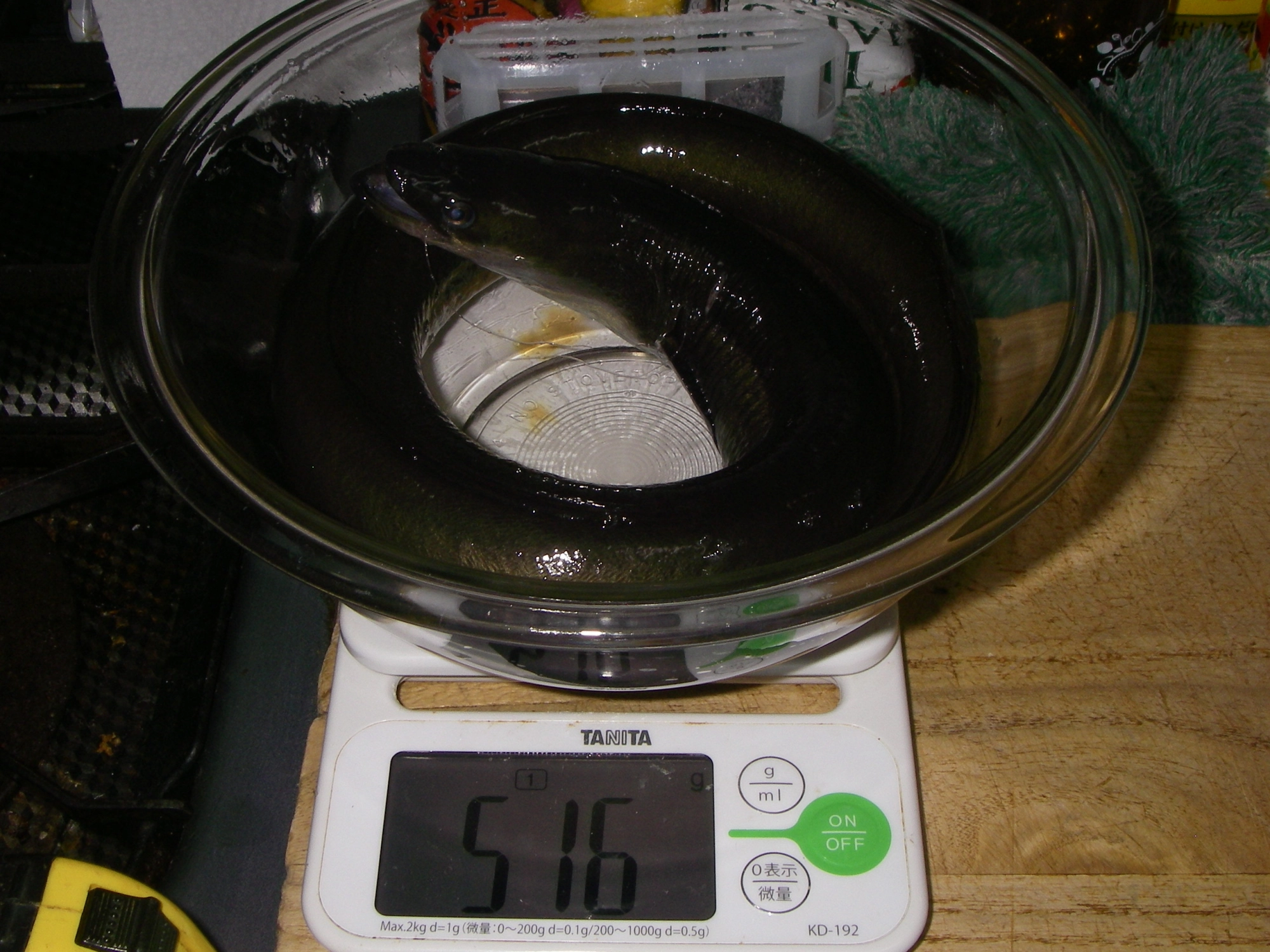 ５１６ｇ　こちらも　青鰻