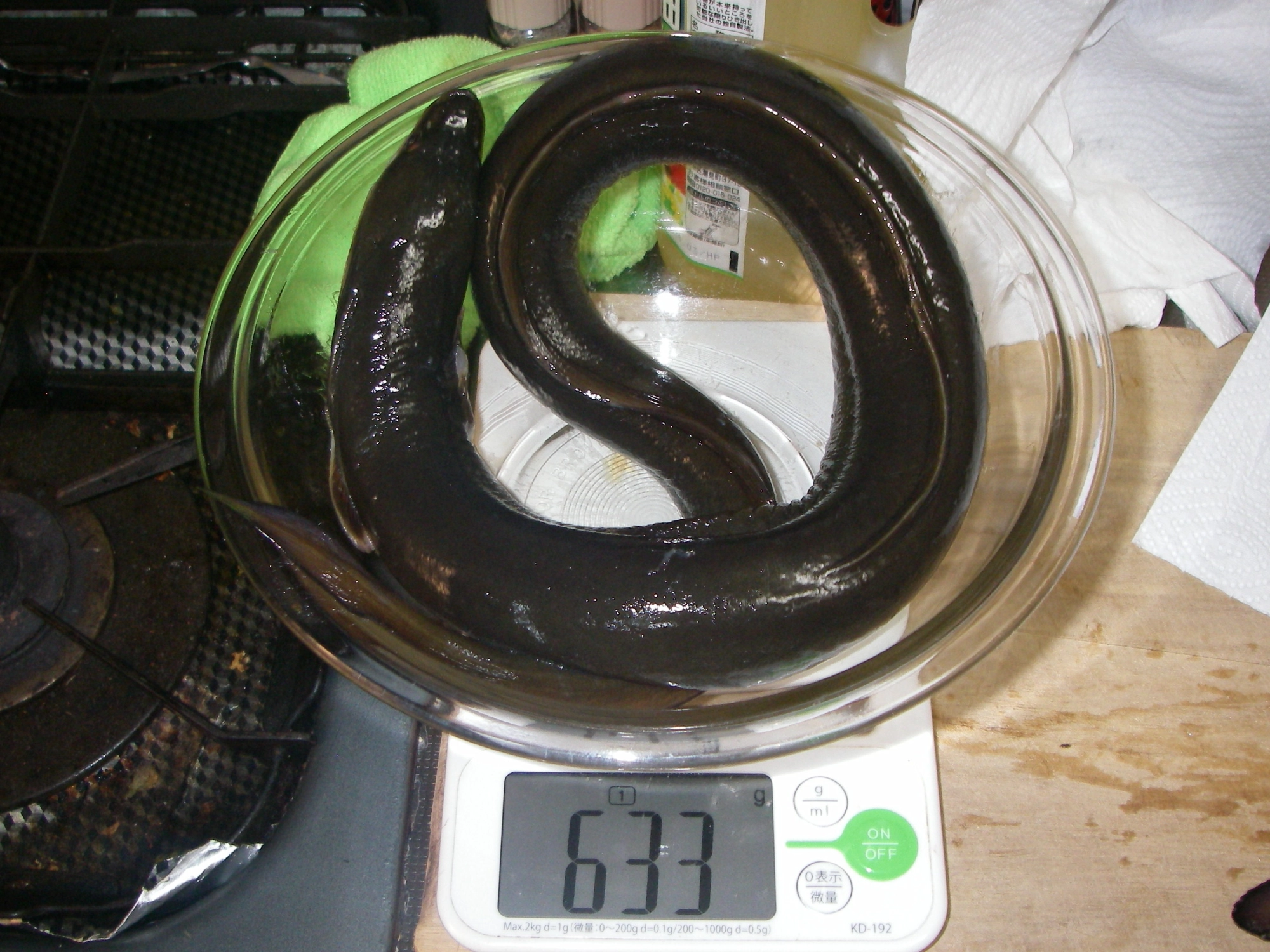 大きいので６００g越え。一番美味しく食べれるサイズ。１ｍ近くは骨が気になってダメですね