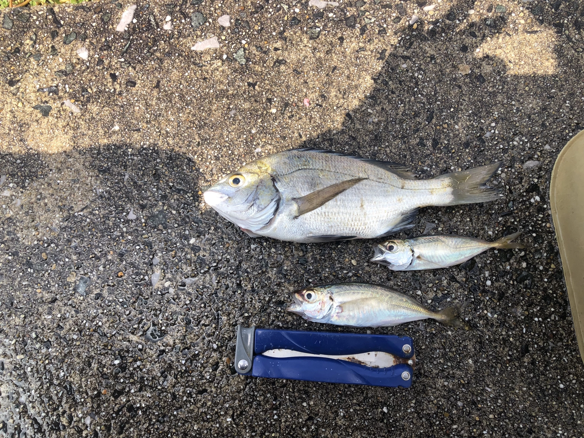 撒き餌が，多すぎるなかアジ，サバが，当たり出す。