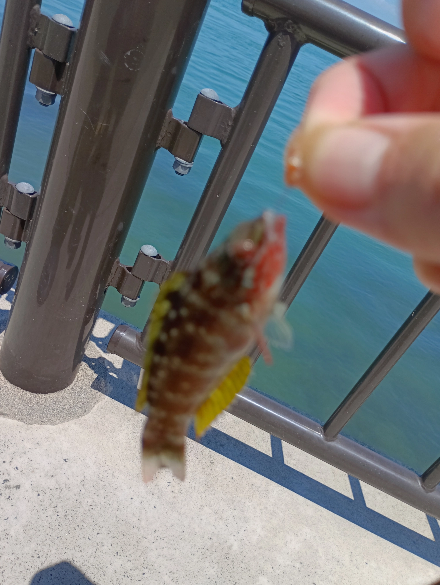 楽しいね